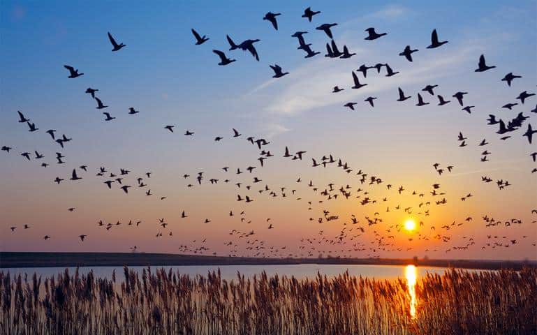 migratory birds showing teradata